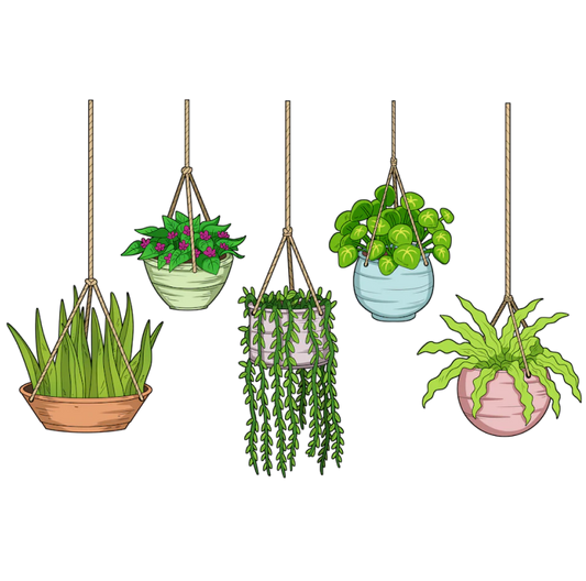 Hanging Plants